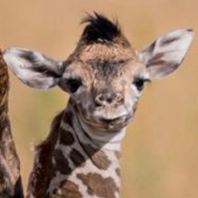 giraffesayswhat Profile Picture