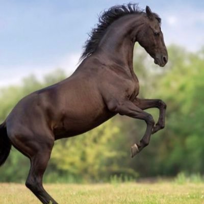 AlexCaballos's profile picture. 