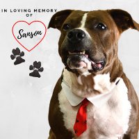 The Sanson Foundation (@sansonfound8tin) 's Twitter Profile