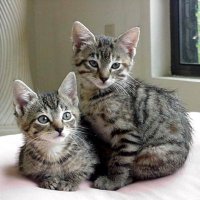 Lychee46🎗️荔枝46 (@lychee461) 's Twitter Profile