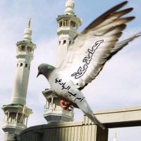 حمامة مكة (@omabdo1370) 's Twitter Profile