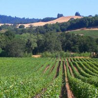 Viszlay Vineyards (@viszlayvines) 's Twitter Profile