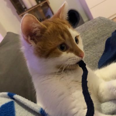 turtleultimate's profile picture. Mal so, mal so. Mit Frau, Moggele (04/21) und Kater.