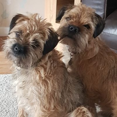 Proud members of the #BTPosse Older brother Fraggle looking after cheeky little sister Pip. Enjoy chasing small furry things, noms and long walks