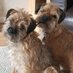FraggleandPip🐾 (@fraggleandpip) Twitter profile photo FraggleandPip🐾 (@fraggleandpip) Twitter profile photo