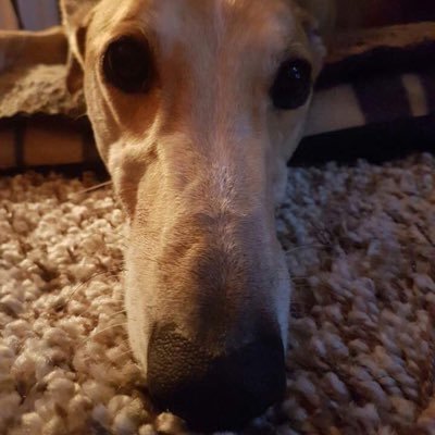 WildbloodGary's profile picture. Football and nature loving socialist.