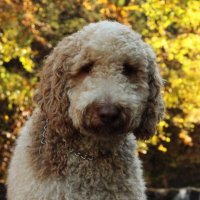 Roenick The Doodle(@RoenickDoodle) 's Twitter Profile Photo