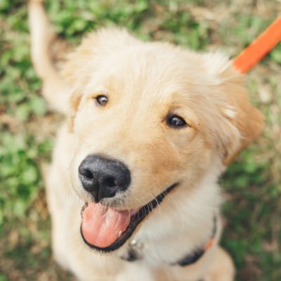 ゴールデン アポロ Golden Apoolloo Twitter