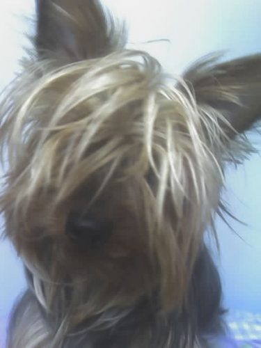 Myhornydog's profile picture. 