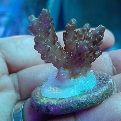 a_rus2006's profile picture. conservation