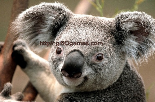 giftOgames's profile picture. All  about  needsOwants  giftOgames cheatsOcodes  !