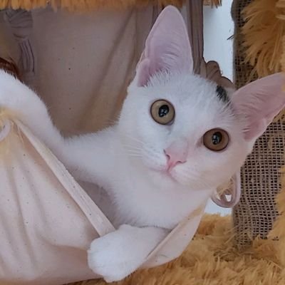 patataingles's profile picture. 