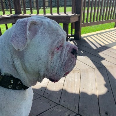 Woof! Woof! I'm a 3 year old Olde English Bulldogge! I may be picky, but trust me, I'm worth it! My name is Tyson, and I'm not your average bulldog.