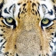 reward_risk_ra's profile picture. 運命などというものはない。あるのは我々人間が動いたその結果だけだ。未来とは人間の意志と意志との戦いなのである。