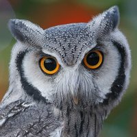 Mr. Owl Illuminati (@mrowl2021) 's Twitter Profile Photo Mr. Owl Illuminati (@mrowl2021) 's Twitter Profile Photo