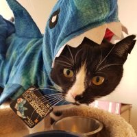 Sara Ritterbush (@sdr1808) 's Twitter Profile