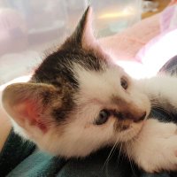 😺입양못간 콩떡이 우리 행복해 지자!😺 (@switch_manggo) 's Twitter Profile