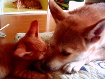 動物さん大好きの“えみりー”で、家では3ニャンと1ワンコで暮しています。
自衛隊は日本の宝であり、誇りです🇯🇵🌸
自衛隊を尊敬し応援しています🇯🇵🌸
美しく強い日本を守るために戦いぬかれた安倍晋三先生の遺志を継ぐ、
草の根の一人でありたいと思います🇯🇵
#ありがとう自衛隊 #自衛隊に感謝と敬意を