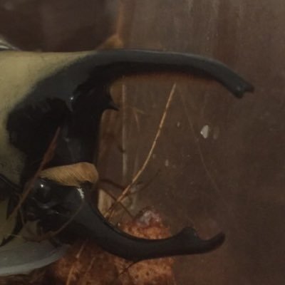 HVNetFgtK9dhp5q's profile picture. アリスギア半人前隊長。舞ちゃんが一推し。
二次創作とかもやってみたい