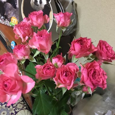 rooxiang24's profile picture. パンダさんにハマり癒されています。 歳をとっても可愛いもの大好き💕