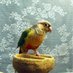 Pearly Is An Adult Psittacine Female (@pearlyp84928174) Twitter profile photo Pearly Is An Adult Psittacine Female (@pearlyp84928174) Twitter profile photo
