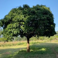 Mûthoki Mumo (@muthokimumo) 's Twitter Profile