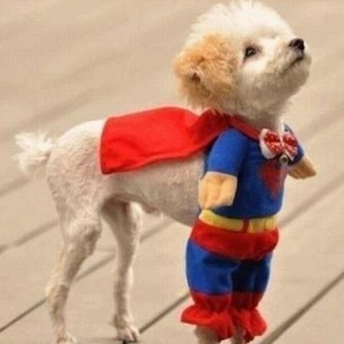 hhs99's profile picture. 