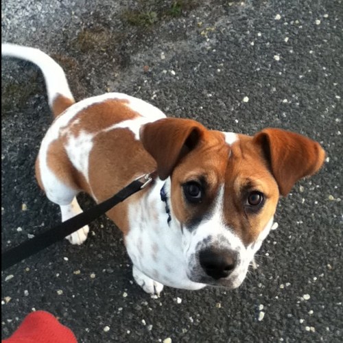 TheAsian61494's profile picture. Korean. SEO/PPC Pro. NY Rangers #LGR 💙❤️ Sci-fi lover. Photographer. Puppy mommy. Tattooed. Tea snob. Kayaker. Bad Buddhist. Et tu?