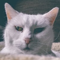 Dicky (@chicksonpicks) 's Twitter Profile