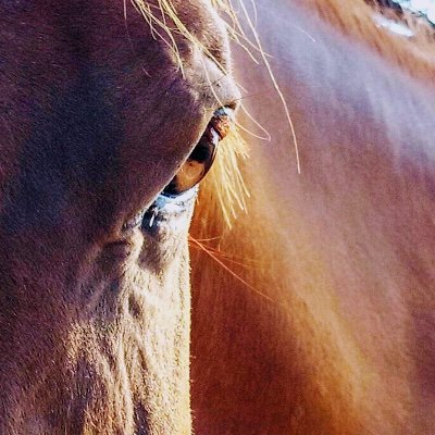 #banhorseslaughter in Australia, EU, Canada & Japan for human consumption, help us help the horses, speak for animals 🌱@horseslaughter_

#sewerrat