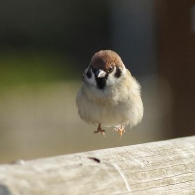 Ive ミカルゲって戦闘回数による色違い確率アップって適用されるんですか 人によって適用されるっていう人と適用されないっていう人がいて 誰かわかる人教えて貰ってもいいですか ポケモン剣盾 ポケモン色違い 色違い厳選