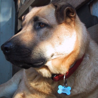 DogNoseNews's profile picture. Dogs Dogs Dogs!  Great Info about Dog Training, Best Food, Behavior Problems, Funny Pet Stories.