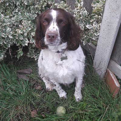 AmchartAndrew's profile picture. 