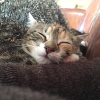 crazy cat lady (@sutty56) 's Twitter Profile Photo crazy cat lady (@sutty56) 's Twitter Profile Photo