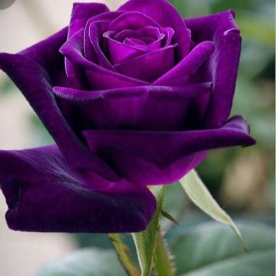 merve38383's profile picture. Hayat bir gündür O da bugündür😊