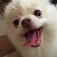 サクジジィ (@jack__1344) 's Twitter Profile