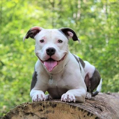 American Bully aus dem Tierschutz / Lebt im Rudel mit Sporthunden und Rescuedogs / Absichtliche selektive Taubheit