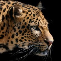 VoxPopuli (@voxpopu56525009) 's Twitter Profile
