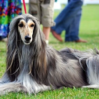 Fegtorian's profile picture. 🌈