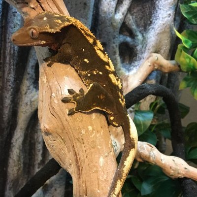 Just starting out streaming, building a tiny community :) Come and drop a follow and join in!