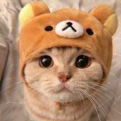 At first you think that you will never love anyone, but then a cat appears in your life... 😻😂