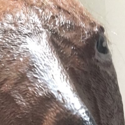 野生の馬 チャンネル Q5yb56pukop2nuo Twitter 野生の馬 チャンネル Q5yb56pukop2nuo Twitter