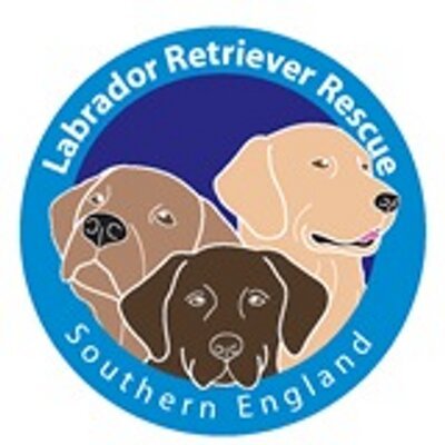 Labrador Retriever Rescue Southern England