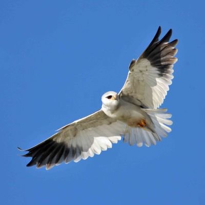 Retired press photographer, but enjoying nature and shooting anything that stays put long enough. All photographs are copyright. I'm also on Bluesky.