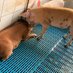 Pig Farmers Association of Ghana -PFAG (@pigpfag) Twitter profile photo Pig Farmers Association of Ghana -PFAG (@pigpfag) Twitter profile photo
