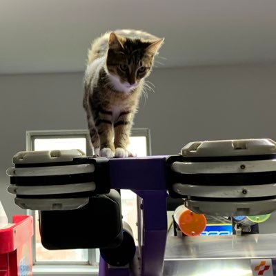 arcade machines are the best cat trees~ feel free to submit photos of your cat! page maintained by @legacy_dave of @psychicdrive