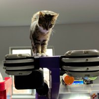cats on cabs ๐ป๐น (@catsoncabs) 's Twitter Profile