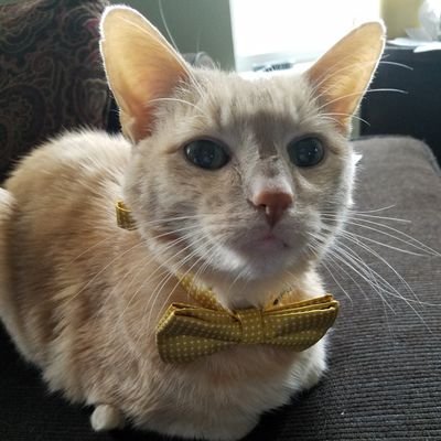 Rescue. Cuddle bug. Noisy. Old man who likes naps. Family cat since 2015. Check out my sisfur's account @WifeofWhirl