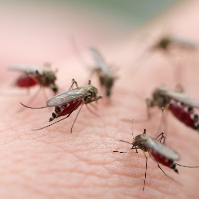 Pest control experts, bed bug specialists. Serving Texas, Louisiana, Alabama, Mississippi, and Florida. (512) 288-1007