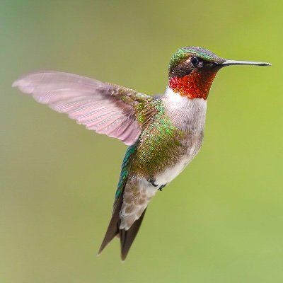 HummingbirdsY3's profile picture. Welcome to the Year 3 Hummingbird’s class page at Norbridge Academy. We look forward to you following us on our learning adventures!
